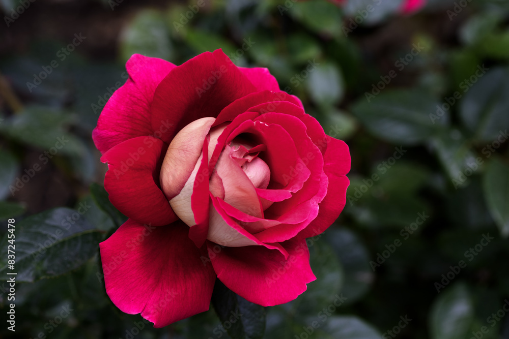 Red and white rose macro closeup. Rose is a flower of love, passion and romantic feelings. A symbolic flower for lovers, congratulations on the holiday and a declaration of love Red and white rose macro closeup. Rose is a flower of love, passion and romantic feelings. A symbolic flower for lovers, congratulations on the holiday and a declaration of love