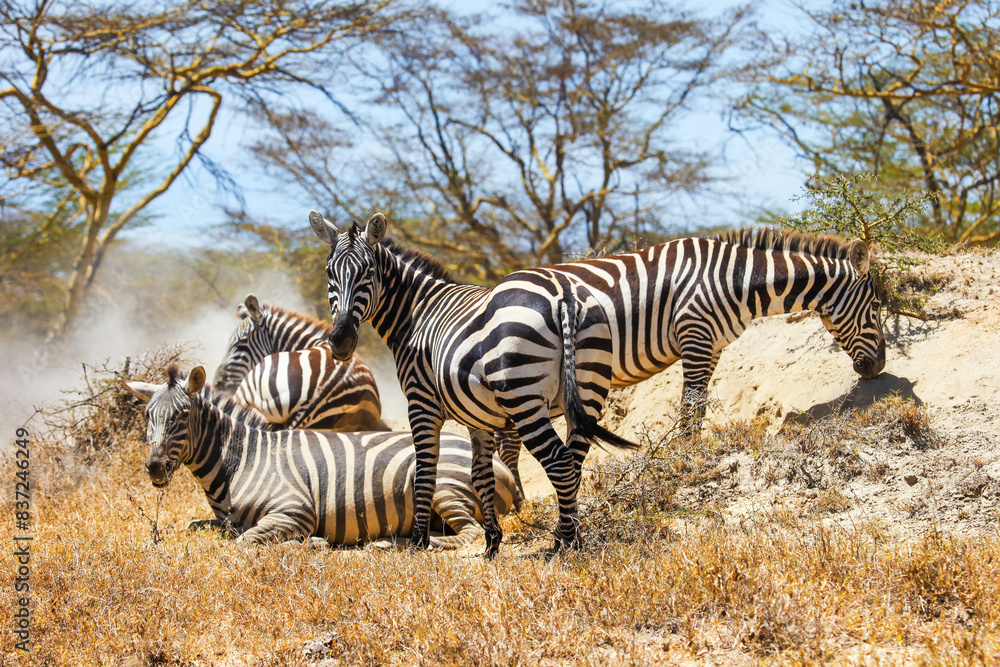 Obraz premium Plains zebras