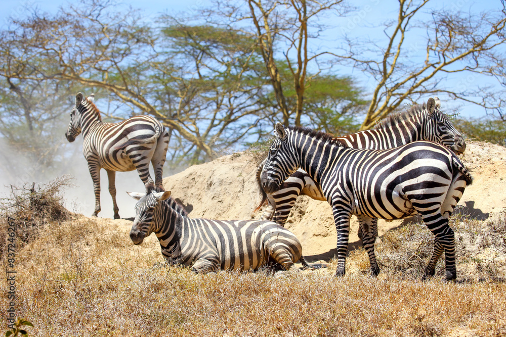 Obraz premium Plains zebras