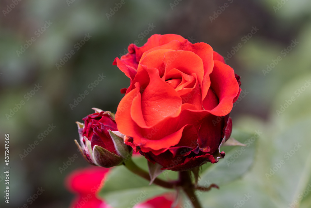 Red and white rose macro closeup. Rose is a flower of love, passion and romantic feelings. A symbolic flower for lovers, congratulations on the holiday and a declaration of love Red and white rose macro closeup. Rose is a flower of love, passion and romantic feelings. A symbolic flower for lovers, congratulations on the holiday and a declaration of love