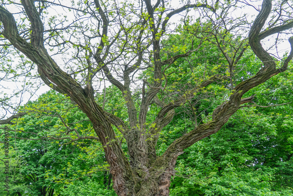 Fototapeta premium Big old tree of unusual curved shape in park. Knotted twisted of unusual trunk. Fantasy mysterious tree branch. Amazing texture brown bark. Deformation bizarre tree outdoor in garden. Wooden in nature
