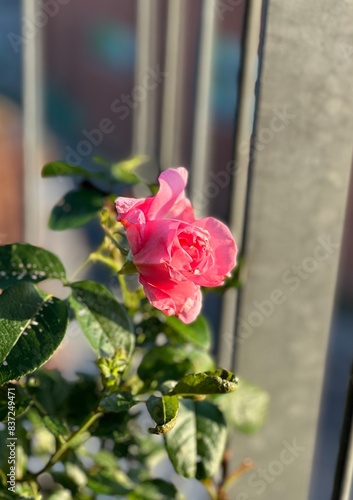 pink rose in a garden