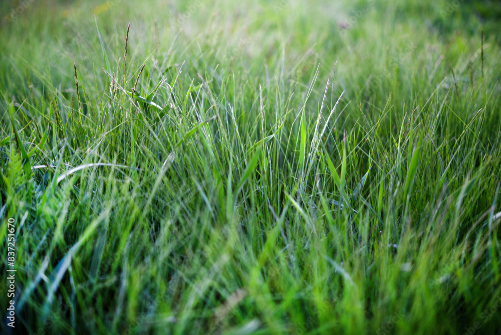 Fototapeta premium Green spring grass close-up. Green blades of grass in the sunlight in the garden.