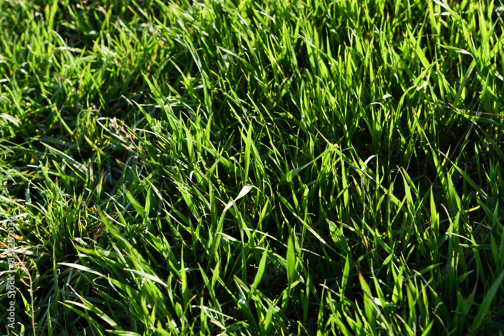 Obraz premium Green spring grass close-up. Green blades of grass in the sunlight in the garden.