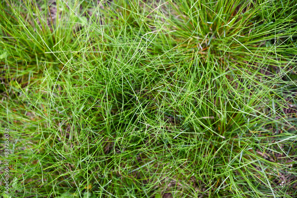 Green spring grass close-up. Green blades of grass in the sunlight in the garden. Green spring grass close-up. Green blades of grass in the sunlight in the garden.