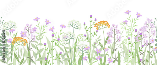 Floral border with meadow wildflowers and herbs. Seamless horizontal pattern with nature elements. Summer and Spring natural background. Botanical flat vector illustration on white background