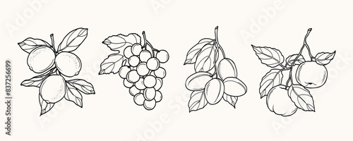 Line art lemon, grapes, plum, apple fruits illustration