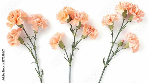 delicate apricot carnation flower branches isolated on white background floral arrangement set