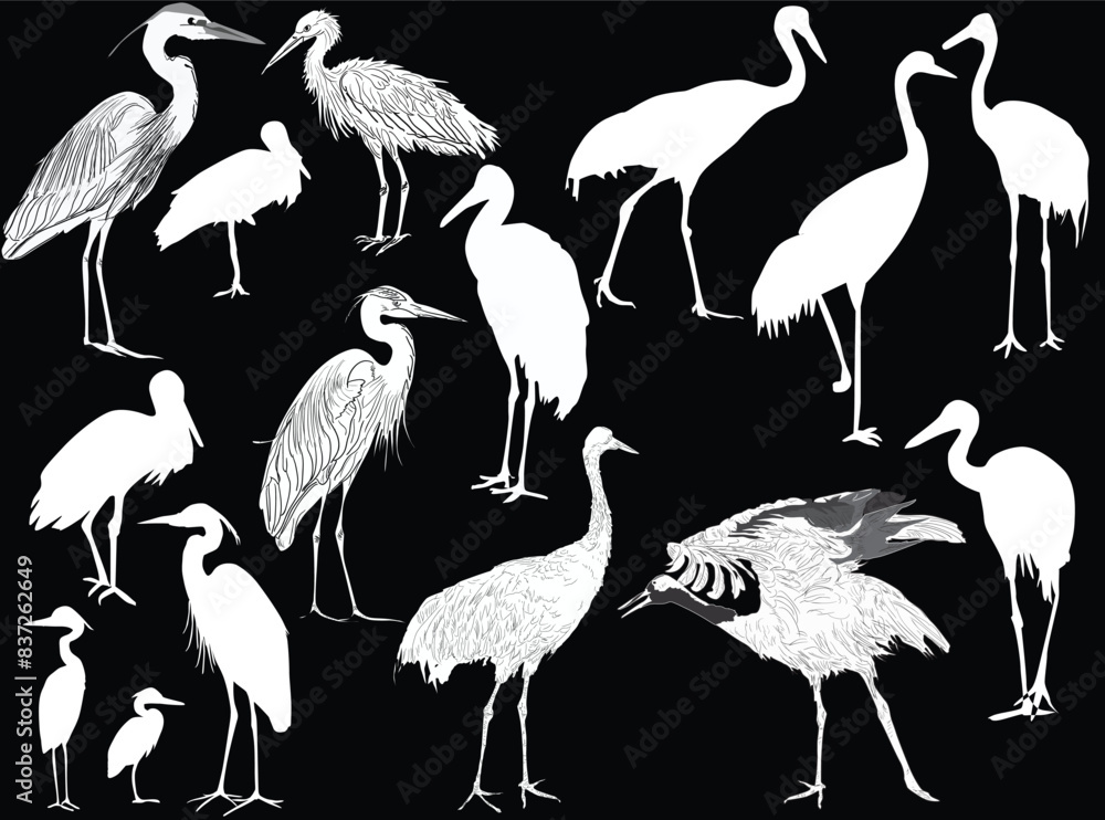 Fotografie cranes and herons isolated on black background