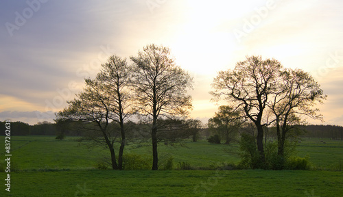Single group of trees in a romantic sunrise on a pasture © Soeren