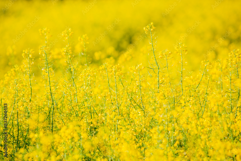 Obraz premium closeup of rapeseed in field