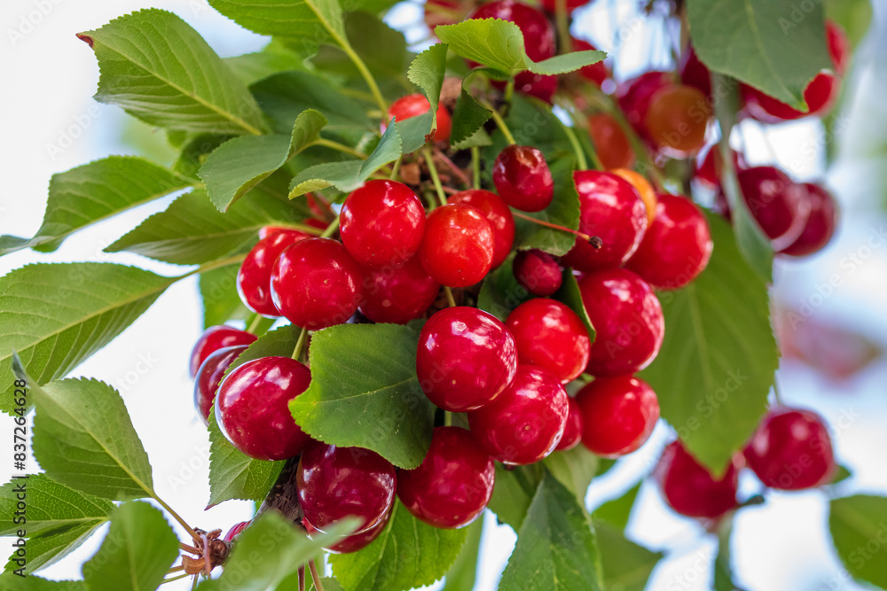 Red and sweet cherry berries Red and sweet cherry berries