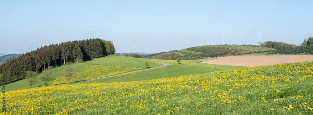 Fototapeta premium spring countryside of german sauerland with blooming fields of dandelions