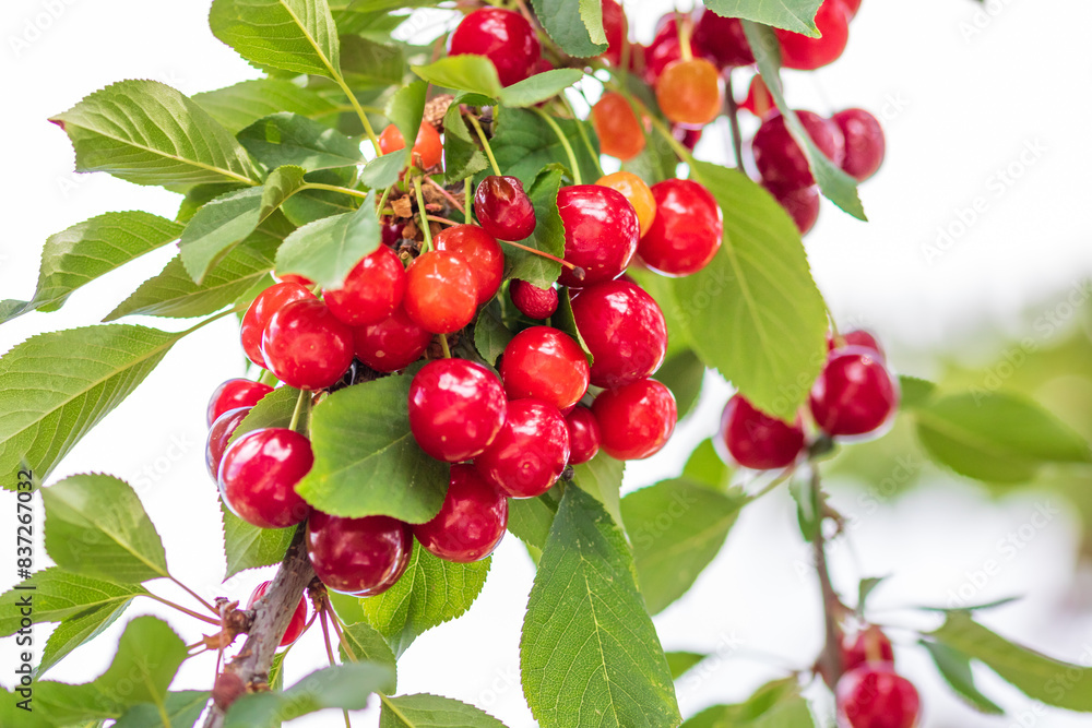 Obraz premium Red and sweet cherry berries