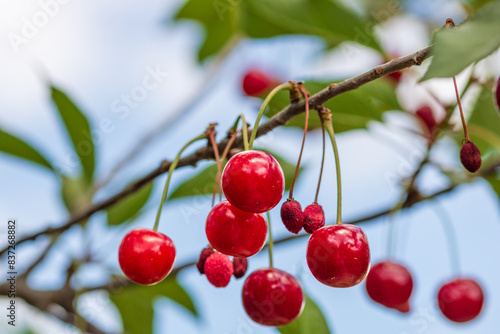 Red and sweet cherry berries