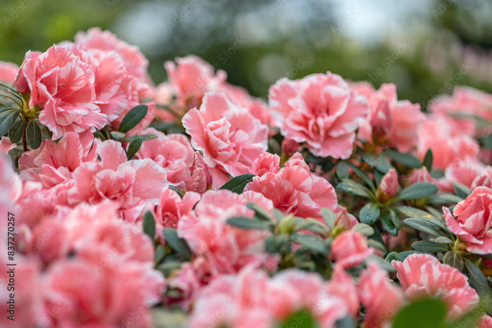 azalea pink and green blossoming bunch on green azalea pink and green blossoming bunch on green