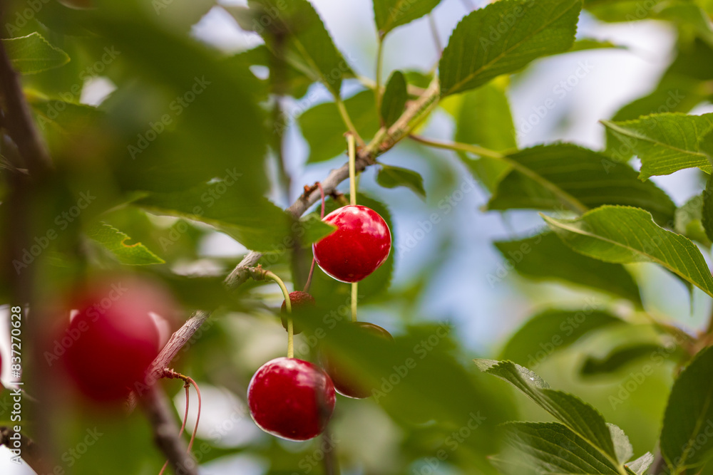 Obraz premium Red and sweet cherry berries