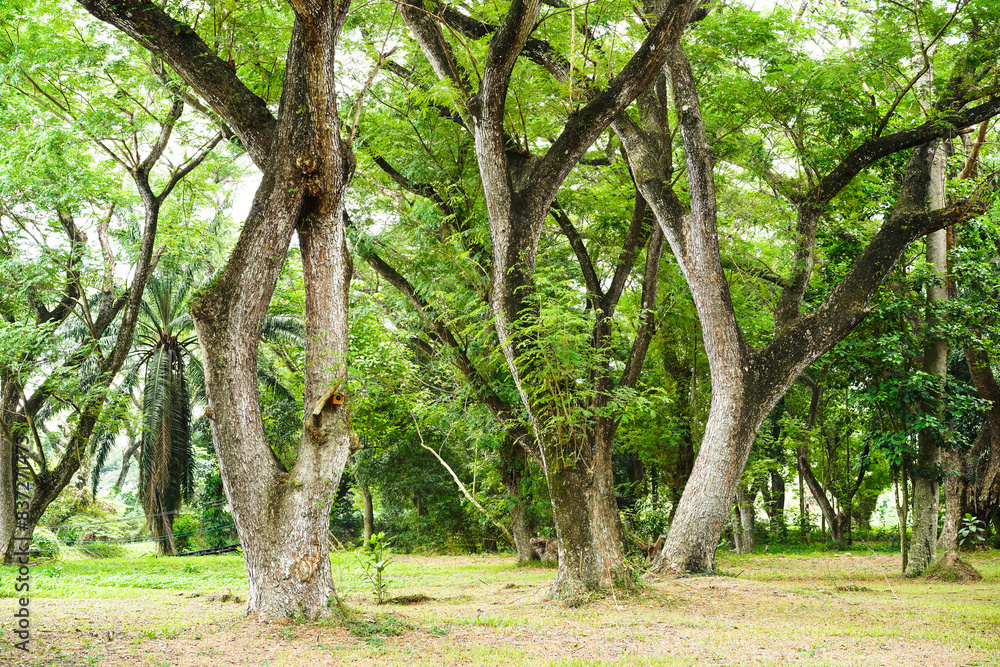 Big green tree in the park background mean of clean and polluted. Arbor day, concept of plant respiration. Deforestation. World environment day. Big green tree in the park background mean of clean and polluted. Arbor day, concept of plant respiration. Deforestation. World environment day.