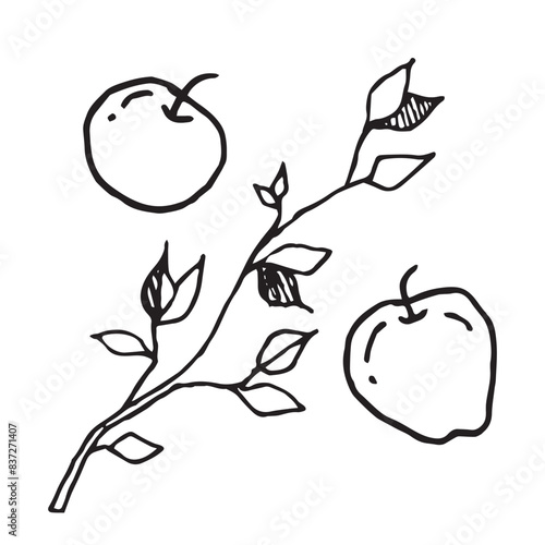 Apples with leaves hand drawn vector illustration