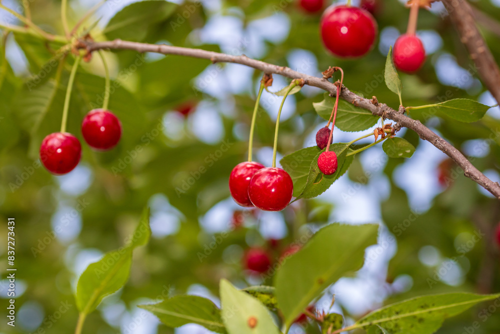 Obraz premium Red and sweet cherry berries