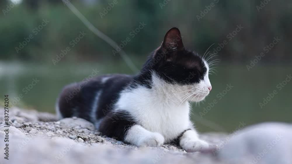 cute little black and white stray cat lies on the river bank cute little black and white stray cat lies on the river bank