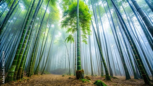 Tranquil bamboo tree standing tall in misty forest  serene  bamboo  tree  misty  forest  green  nature  peaceful  tranquil  foggy  woodland  calm  solitude  growth  flora  Asian  peaceful