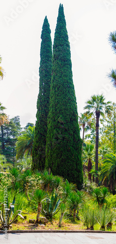 old tall cypresses in the arboretum in summer - panorama