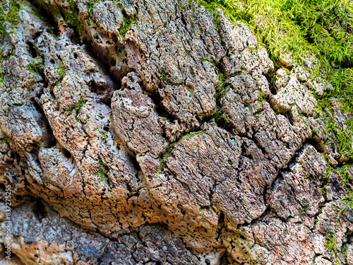 cork tree bark close up