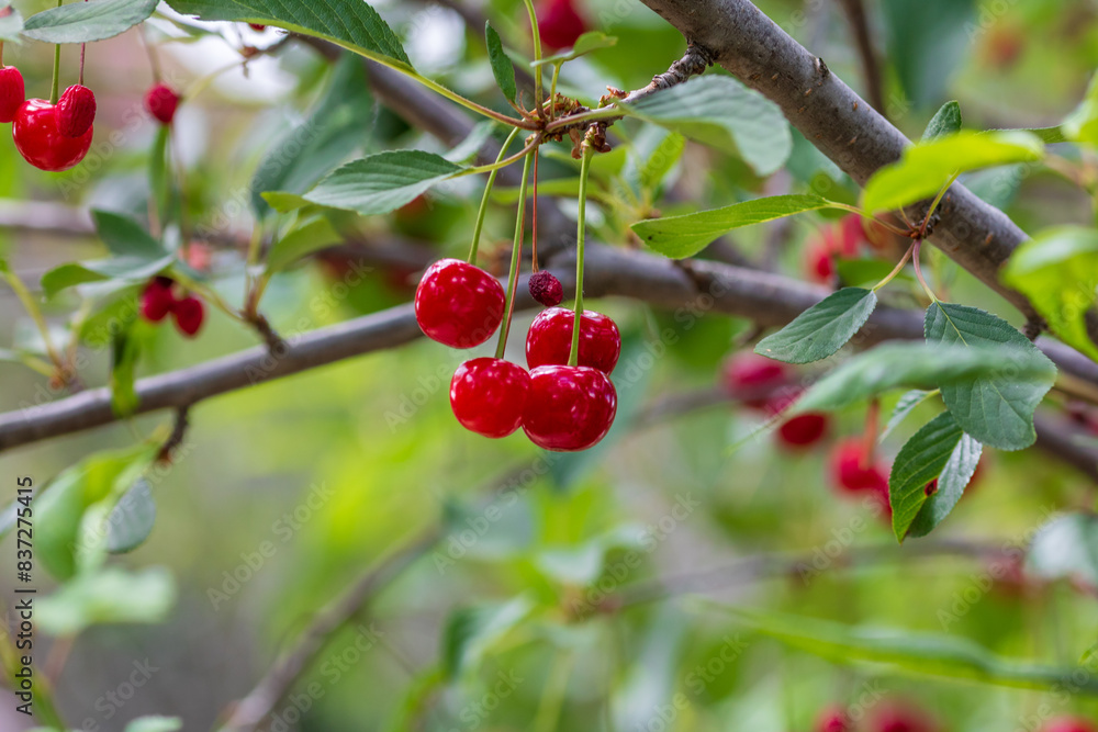 Red and sweet cherry berries Red and sweet cherry berries