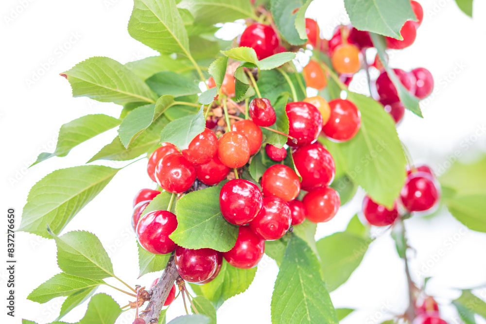 Obraz premium Red and sweet cherry berries