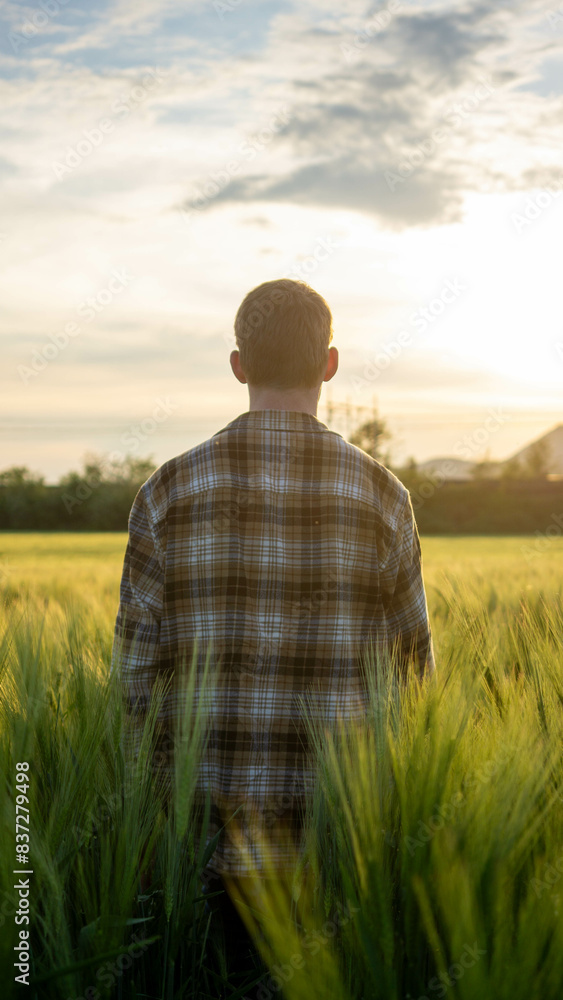 Boy standing in golden wheat field, golden hour (Colli Euganei) - Stock photo Boy standing in golden wheat field, golden hour (Colli Euganei) - Stock photo
