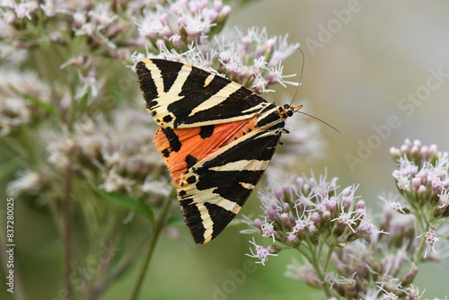 Spanische Flagge (Euplagia quadripunctaria)