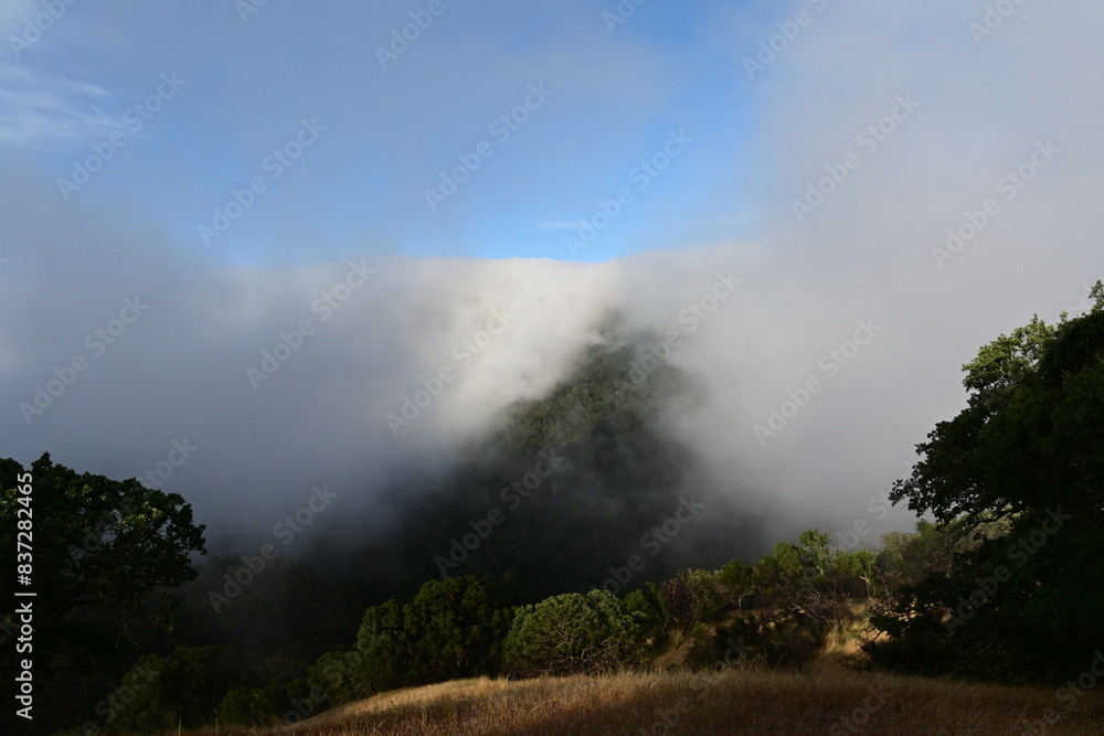 summer fog summer fog