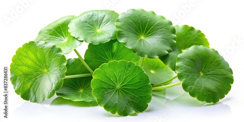 Isolated green leaves of centella asiatica on white background photo