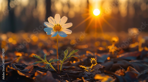  A solitary blossom amidst a vast expanse of green grass, bathed in the golden light of descending evening skies