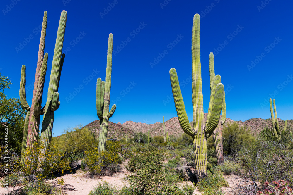 Giant cactus in Saguaro national park near Tucson