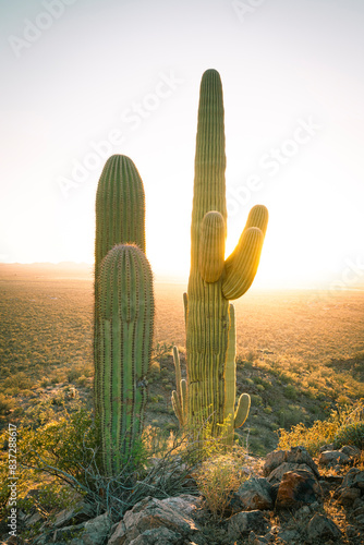 Back lit saguaro cactus at sunset photo