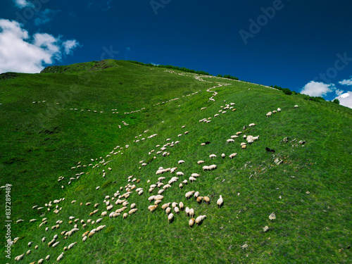  a flock of sheep on a green mountain grassy hill - - aerial photo from drone