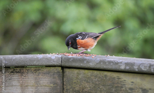 Eastern towhee at Maplewood Mudflats Wild Bird Trust in North Vancouver, British Columbia, Canada photo