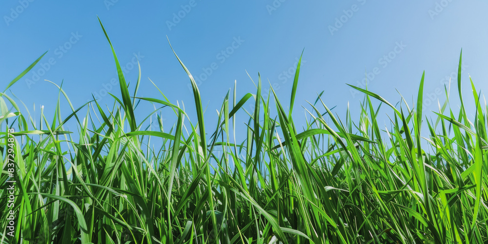 Obraz premium Fresh green grass against clear blue sky