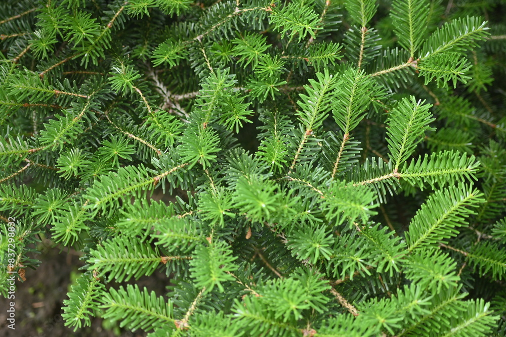 texture of conifer branches as background, sustainability concept, young needles as background close-up texture of conifer branches as background, sustainability concept, young needles as background close-up