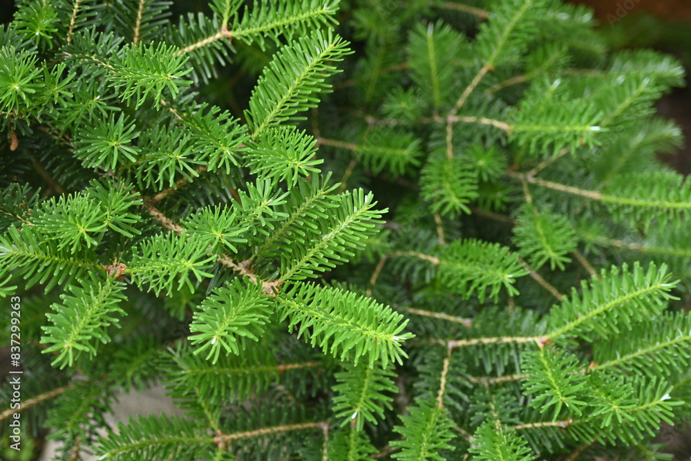 Christmas tree branch texture close-up, pine branch texture Christmas tree branch texture close-up, pine branch texture