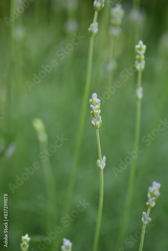 close-up lavender buds as background, green lavender bushes with flowers 