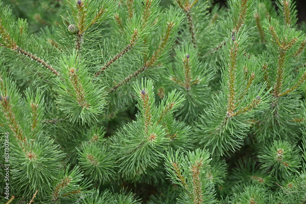 Christmas tree branch texture close-up, pine branch texture Christmas tree branch texture close-up, pine branch texture