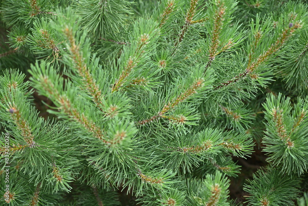 green branches of a Christmas tree as a background, green branches of a pine tree as a backdrop green branches of a Christmas tree as a background, green branches of a pine tree as a backdrop
