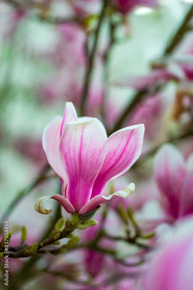 Pink magnolia blossom