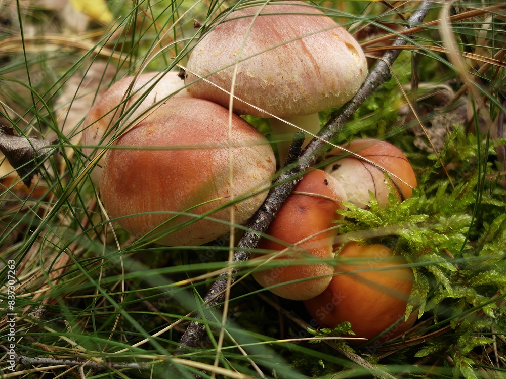 Group of Armillaria Mushrooms Growing in the Forest Grass Group of Armillaria Mushrooms Growing in the Forest Grass