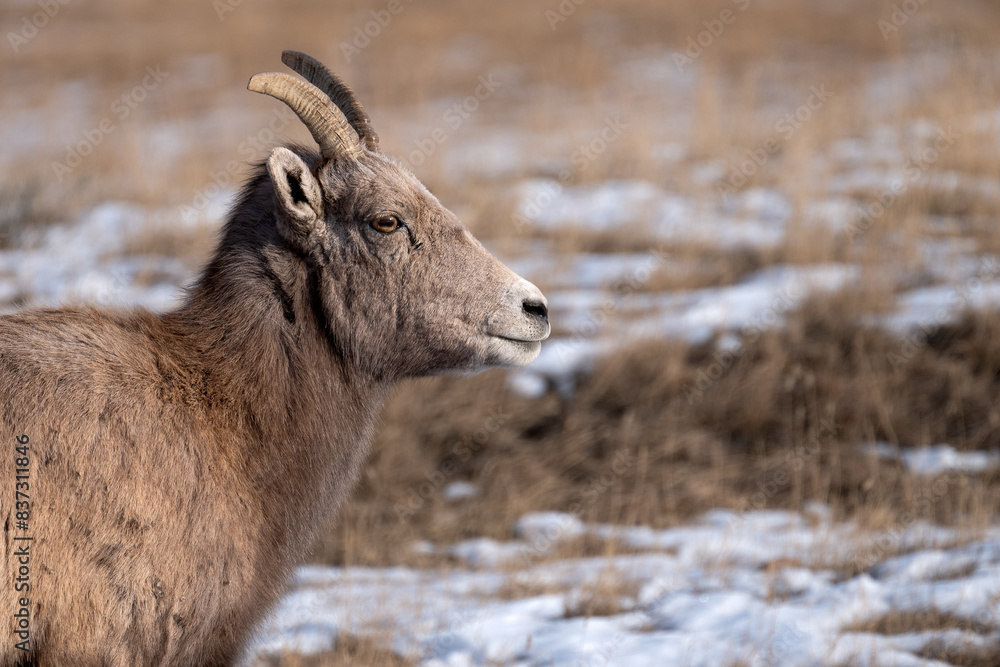 Profile of a female Big Horn Sheep in Yellowstone National Park, in the winter. Profile of a female Big Horn Sheep in Yellowstone National Park, in the winter.