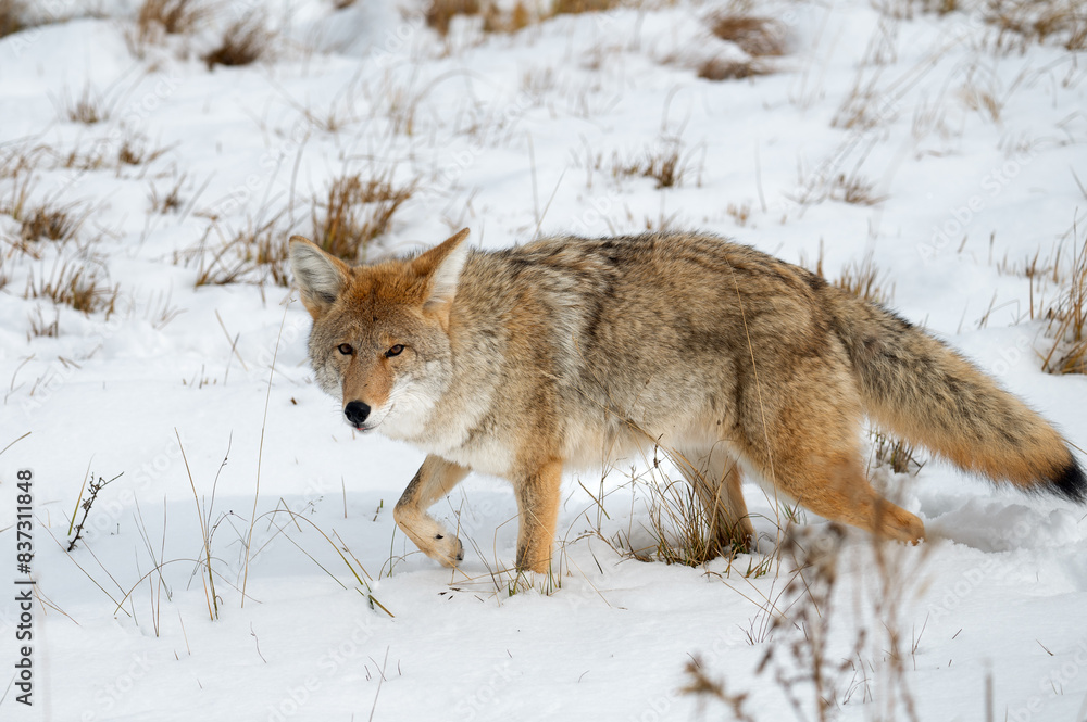 A coyote in the snow at Yellowstone National Park. A coyote in the snow at Yellowstone National Park.