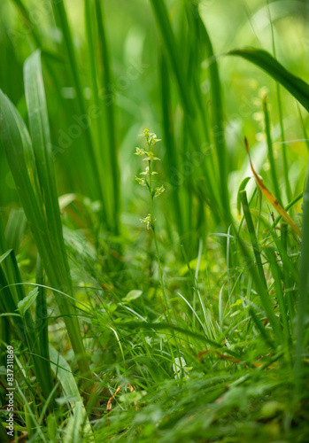 Wild orchid, Platanthera algeriensis Platanthera Clorantha. Sardinia, Italy, rare wild orchid next to stream, photo